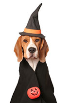 Debate: Is it right or wrong to dress up pets?