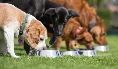 Things you shouldn’t feed your dog