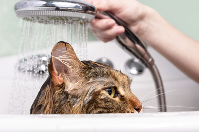 How to bathe a cat