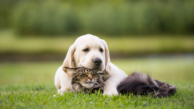 How to help your pets get along