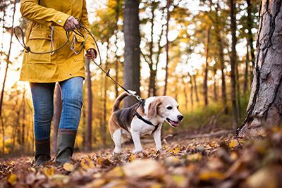 Tips for Fun and Healthy Dog Outings