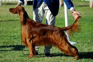 The owner's essential guide to pet shows