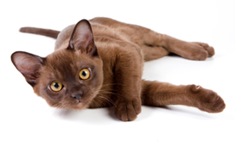 Burmese cats: our 60-second guide