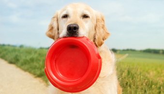 Hydration: what every pet owner should know