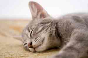 Why do cats purr? Here's why...