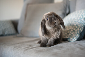 Setting up an indoor rabbit hutch