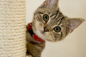 What's the most common name for a cat insured by Petplan?