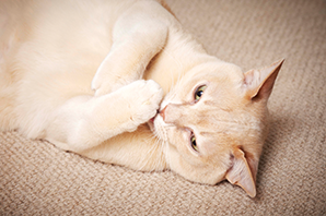 Cat Health - What is cat diabetes?