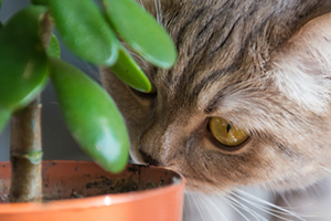 Houseplants That Are Safe for Cats and Dogs