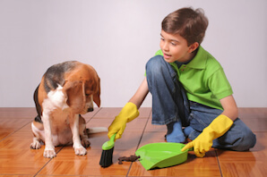 What to do about pet toileting problems