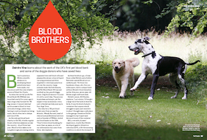 How Pet Blood Bank UK is saving dogs' lives