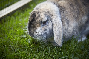 Can you let house rabbits out in the garden?