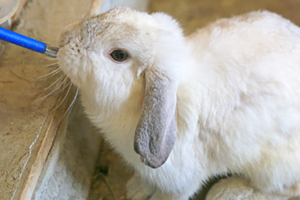 Top 3 Myths and Facts about Rabbits