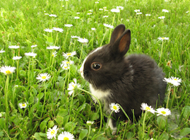 Make yours a happy bunny