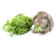 Rabbit eating lettuce
