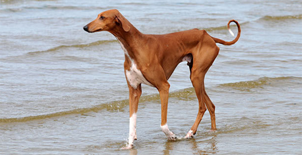 rare british dog breeds