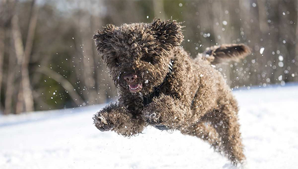 Lagotto Romagnolo img