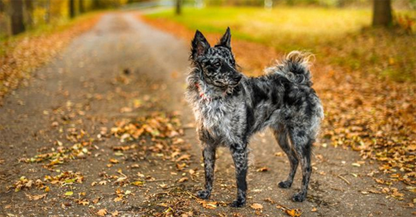 rare british dog breeds