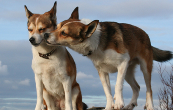 Norwegian Lundehund img