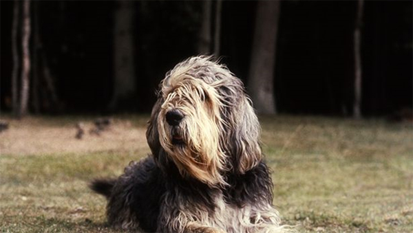 rare british dog breeds