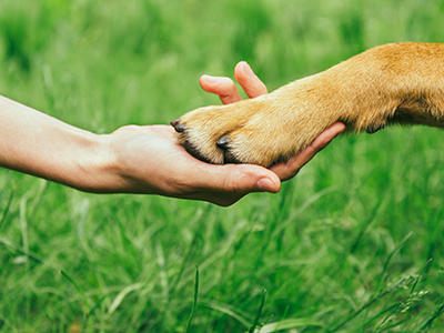 5 of the World’s Rarest Dog Breeds