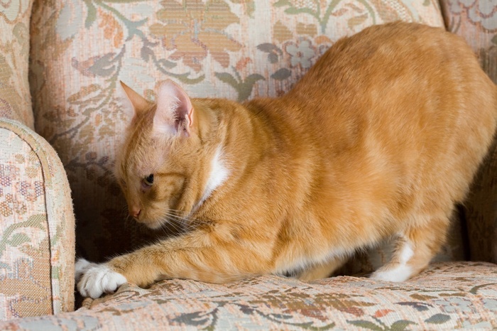 How To Stop Cats Scratching Furniture Why Do Cat Scratch Petplan