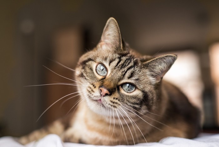 cat scratch furniture cats scratching why happy stop petplan sure