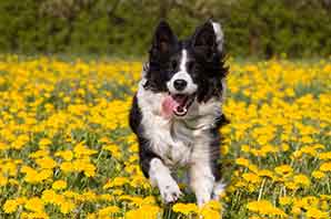 Pet allergies: what you need to know about grass and other              allergies