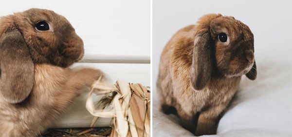 Colin the Mini Lop img