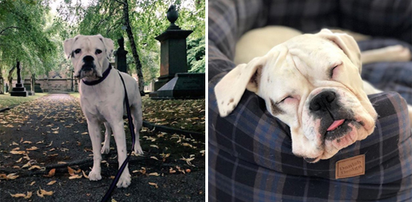 Layla the White Boxer Dog img