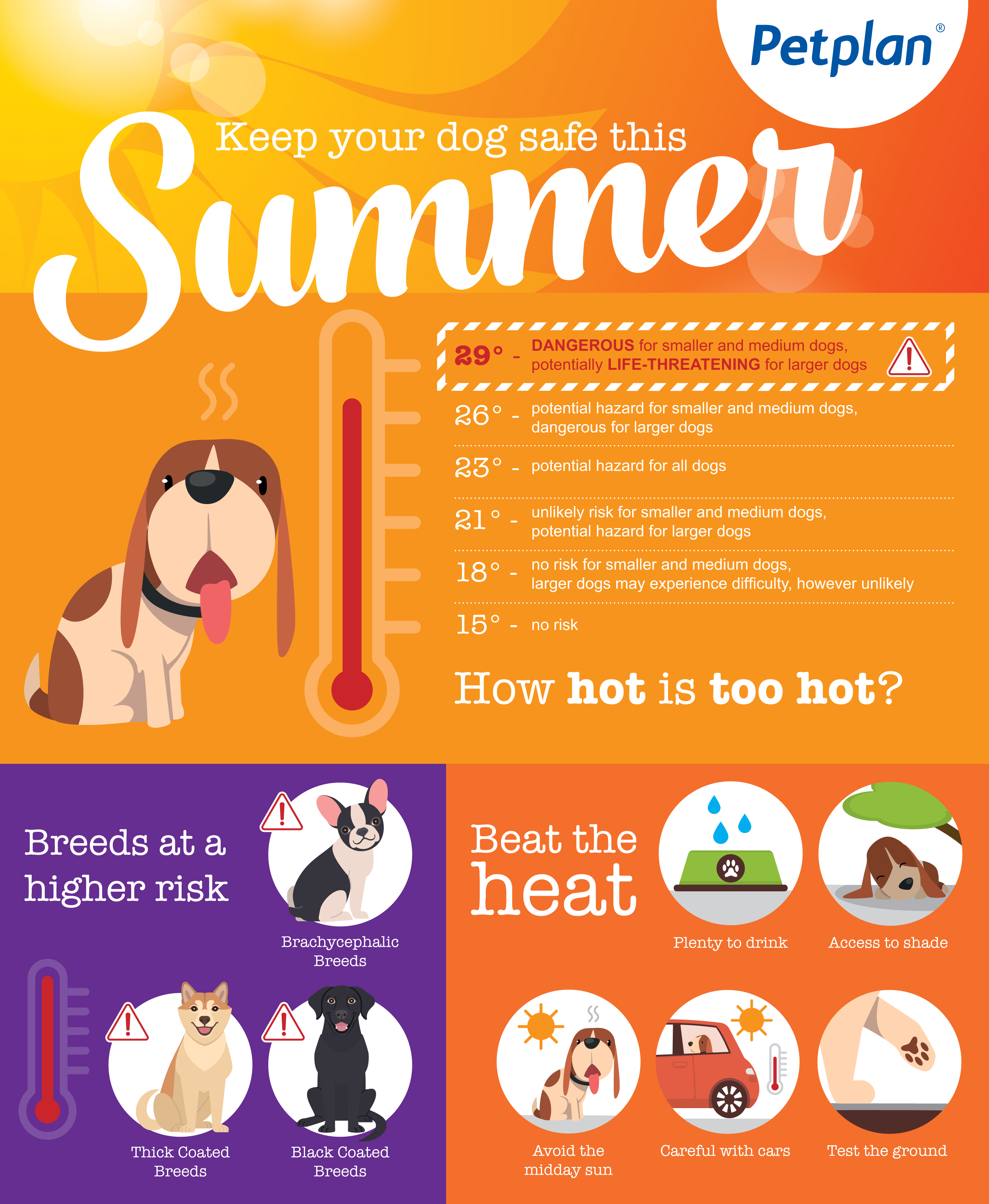 infographic for beating the heat for your dog