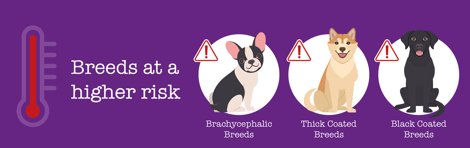 Breeds at a higher risk img