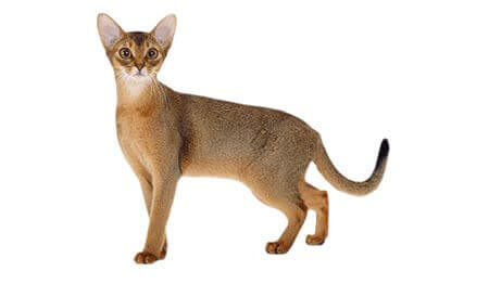 Abyssinian cat breed