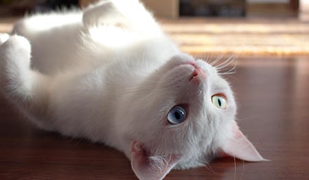 White cat lying on back