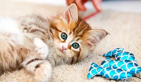 Kitten playing