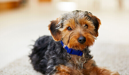 Puppy terrier