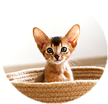 Abyssinian before you buy