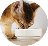Abyssinian food and diet
