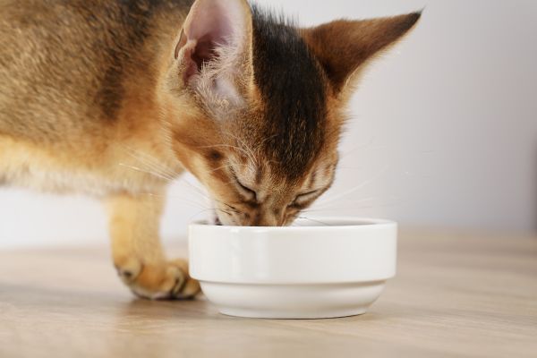 Abyssinian food and diet