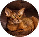 Abyssinian grooming and coat care