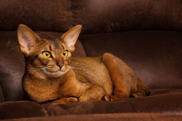 Abyssinian grooming and coat care