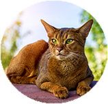 Abyssinian personality and temperament