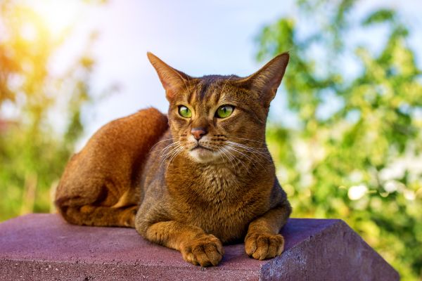 Abyssinian personality and temperament
