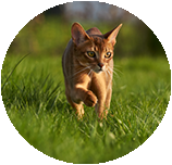 Abyssinian training and behaviour