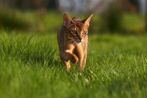 Abyssinian training and behaviour