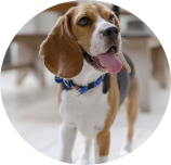 Beagle img