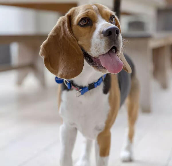 what is the personality of a beagle dog