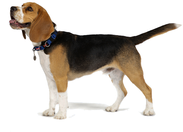 How much does a beagle cost in india