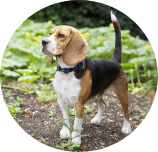 Beagle img