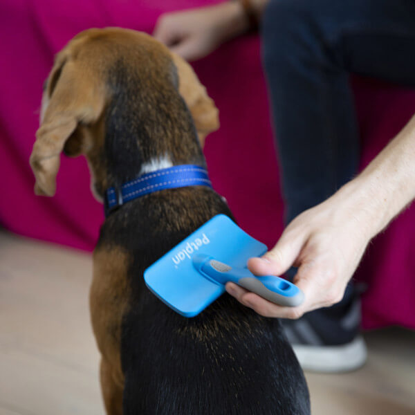 beagle grooming